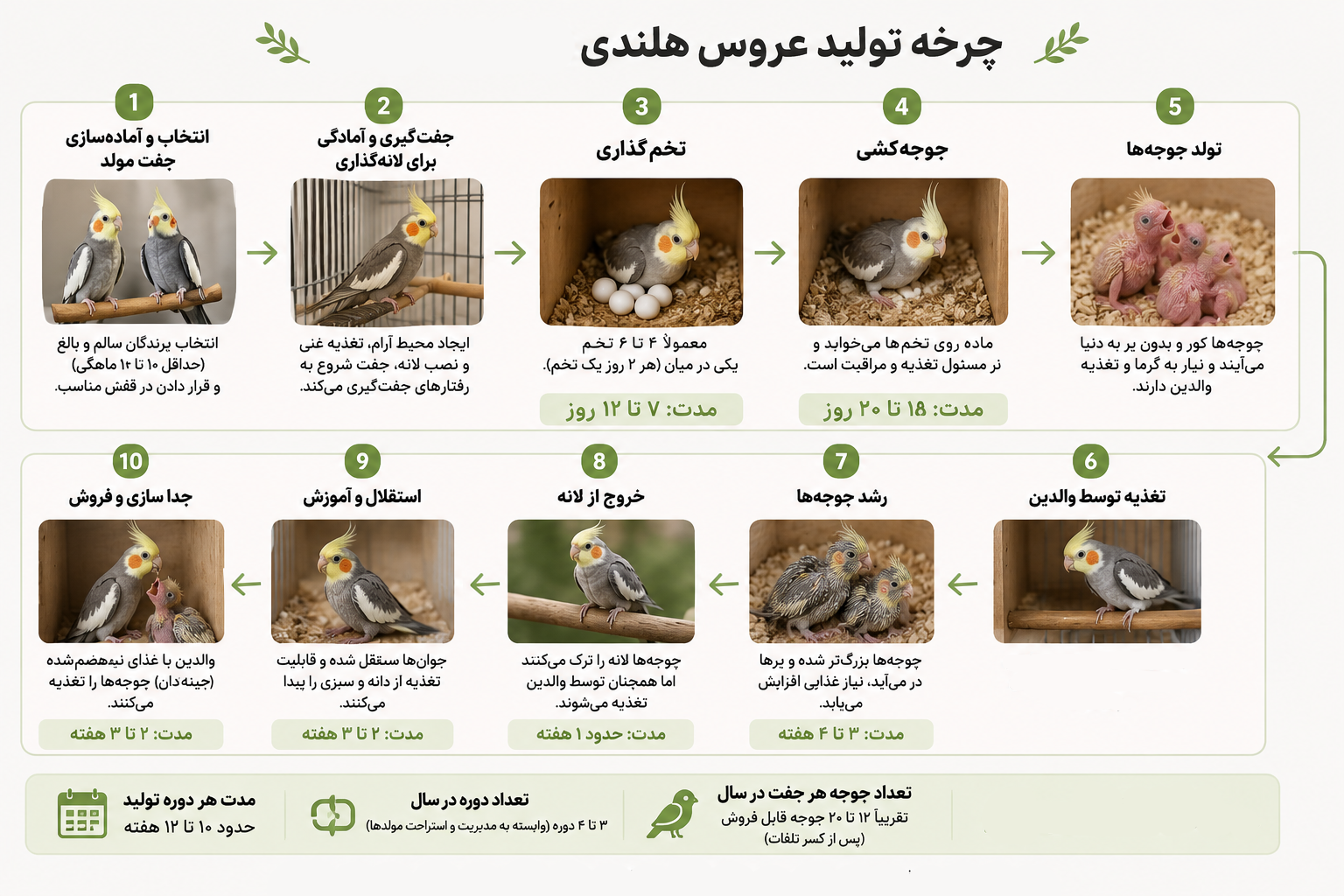 چرخه پرورش عروس هلندی
