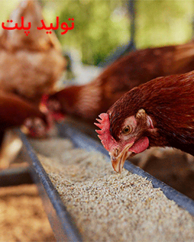 تولید پلت برای طیور